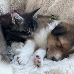 Shetland Sheepdog Puppies from Chas Petersen