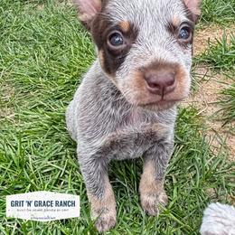 Australian Cattle Dog Puppies from Grit ‘n’ Grace Ranch