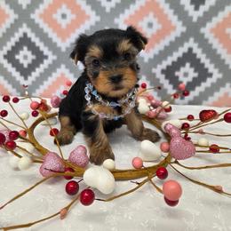 Rosie - Blue and gold female Yorkshire Terrier puppy in Monticello, Iowa from Ashley’s Puppies