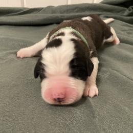 Dark green collar male - Red and white male Saint Bernard puppy in Albany, Georgia from Magnolia Saint Bernards
