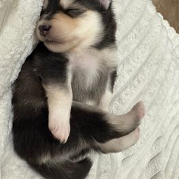 Ella - Tri-color female Pomsky puppy in Grandview, Washington from Alyssa’s pomsky’s