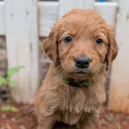 Green - Dark golden female Golden Retriever puppy in Midland, North Carolina from Alger Farm, LLC