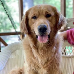 Bentley - Golden Retriever