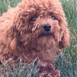 Lily - Apricot female Poodle puppy in Utica, Ohio from Poodle Me Crazy