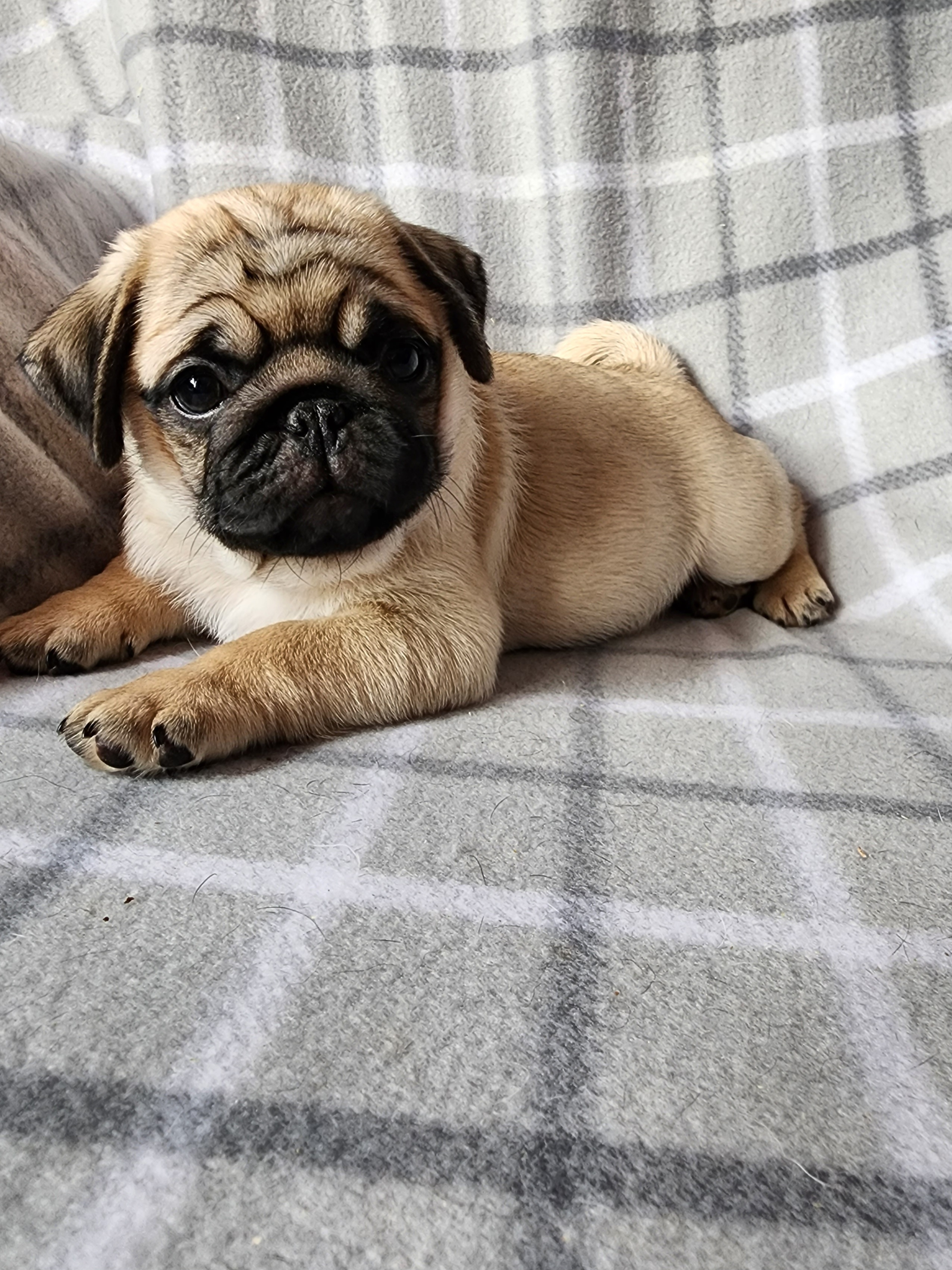 Pugs from Perfectly Picked Pugs