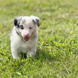 June - Blue merle female Border Collie puppy in Owenton, Kentucky from Three16 Ranch