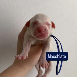 Macchiato - LUA long coat - White and black male Dalmatian puppy in Davenport, Florida from Sunny Jewels Dalmatians