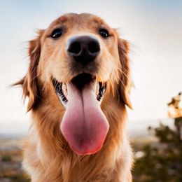 VERA - Golden Retriever