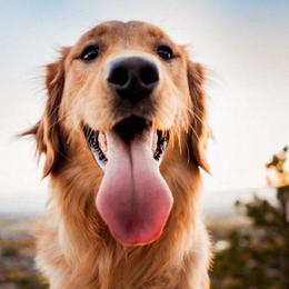 VERA - Golden Retriever
