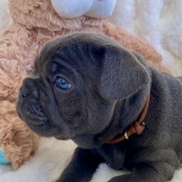 French Bulldog Puppies from Happy French Bulldogs