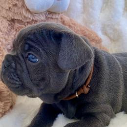 French Bulldog Puppies from Happy French Bulldogs