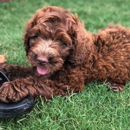 Australian Labradoodle Puppies from Coastal Labradoodles