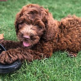 Australian Labradoodle Puppies from Coastal Labradoodles