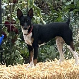 Rumer - Black tan and white Rat Terrier puppy in Gig Harbor, Washington from DHart Farm & Kennel