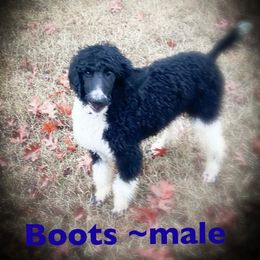 Poodle Puppies from Old Wire Puppies