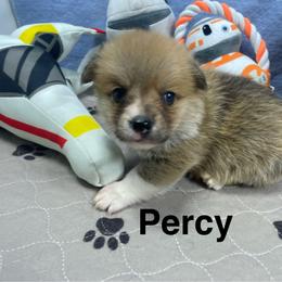 Percy - Red male Pembroke Welsh Corgi puppy in Apison, Tennessee from Ashmore Corgis