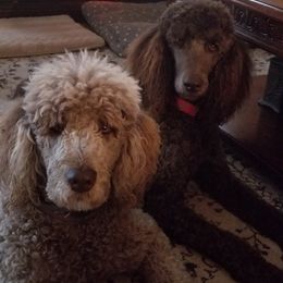 Poodle Puppies from Coco Puffs Poodles