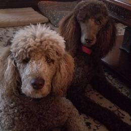 Poodle Puppies from Coco Puffs Poodles