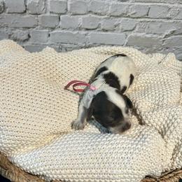 Allison - Brown and white female Cockapoo puppy in Lancaster, Missouri from Cavapoo Acres