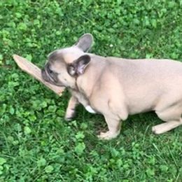 French Bulldogs from Kollectibull Kennel