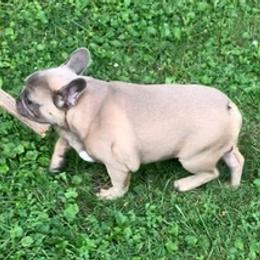 French Bulldogs from Kollectibull Kennel