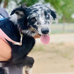 Dixie - Australian Shepherd