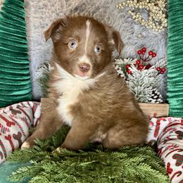 Jack Daniels - Red & white male Miniature Australian Shepherd puppy in California from Eagle River Aussies