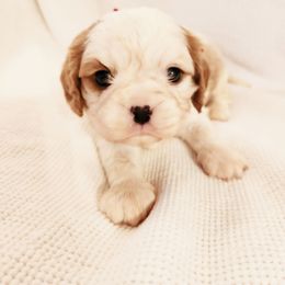 Barry - Blenheim male Cavalier King Charles Spaniel puppy in Wilburton, Oklahoma from My Kids Kennel