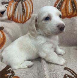 Finn Cream Piebald 5500 - Piebald male Dachshund puppy in Denton, Georgia from Pleasantdachs Minis