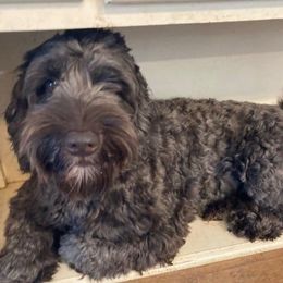 Rosy - Australian Labradoodle