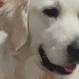 Lucy - Golden Retriever