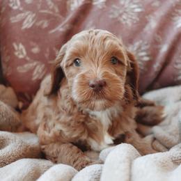 Dolce - Apricot female Goldendoodle puppy in Atlanta, Georgia from Cedarcrest Goldendoodles