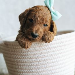 Girl 6 - Red  female Poodle puppy in Duncan, South Carolina from Abner Creek Poodles & Doodles