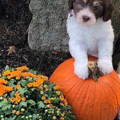 Polish Lowland Sheepdog Puppies from EnchantingPON