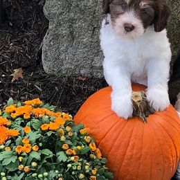 Polish Lowland Sheepdog Puppies from EnchantingPON