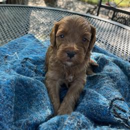 Cavapoo Puppies from Montana Cavapoo