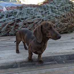 Penny - Dachshund