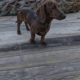 Penny - Dachshund
