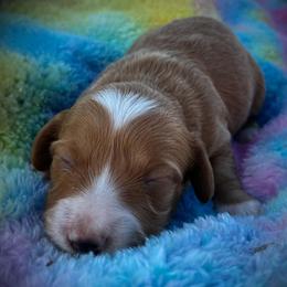 Yaeger - Red male Dachshund puppy in Harrison, Arkansas from Dachshunds on the Hill