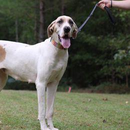 Tallulah - Great Dane