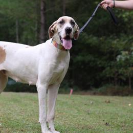 Tallulah - Great Dane