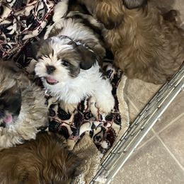 Shih Tzu Puppies from Prestige Shih Tzu Family