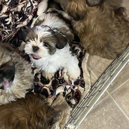 Shih Tzu Puppies from Prestige Shih Tzu Family