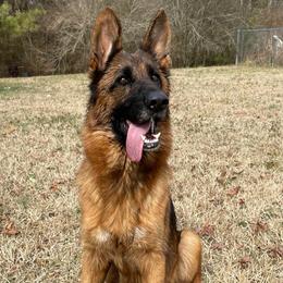 Javah - Black and red female German Shepherd puppy in Middlesex, North Carolina from Ace of Hearts K9’s