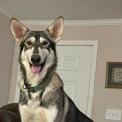 Northern Inuit Dogs from Stellar Northern Inuits