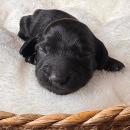 Binx - Black male Dachshund puppy in Wallingford, Kentucky from Hensley Homestead Dachshunds