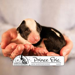 Prince Eric - Black and white male Sheepadoodle puppy in Cleveland, Tennessee from Narrow Path Old English & Sheepadoodles