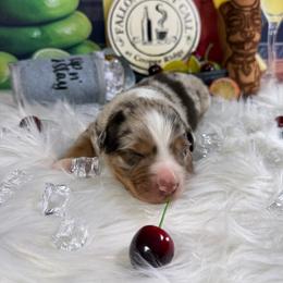 Margarita - Red merle male Australian Shepherd puppy in Fredericksburg, Virginia from Cooper Ridge Aussies