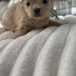 Walter reserved for Debra - Apricot male Maltipoo puppy in Fredericktown, Missouri from Doodle Pups Fur-Ever