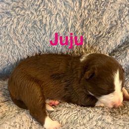 Juju - White and red female Border Collie puppy in Jonesboro, Arkansas from Hampton Border Collies